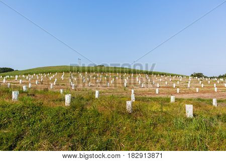 Young Fruit Trees Plantation