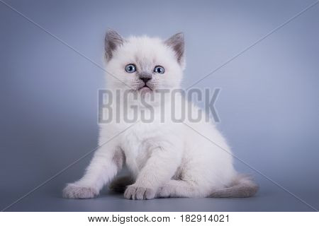 Scottish Fold small cute kitten blue colorpoint white