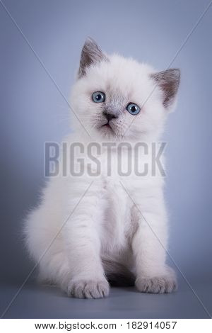 Scottish Fold small cute kitten blue colorpoint white