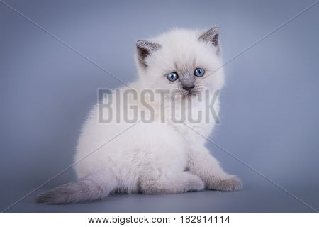 Scottish Fold small cute kitten blue colorpoint white