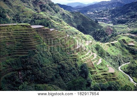 Rice is cultivated in the ancient  rice terraces, carved into the mountains, near the city of Banaue, Ifugao Province, in the Philippines.