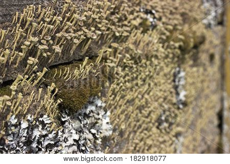 Old Wood Texture Coverd With Green Moss.