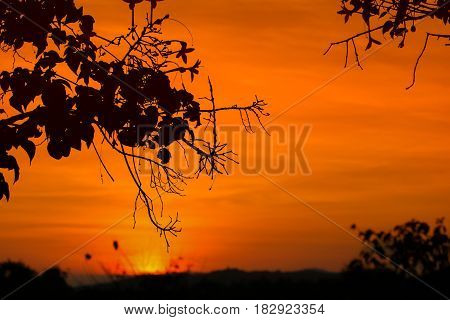 silhouette tree and sunset beautiful colorful landscape in sky twilight time