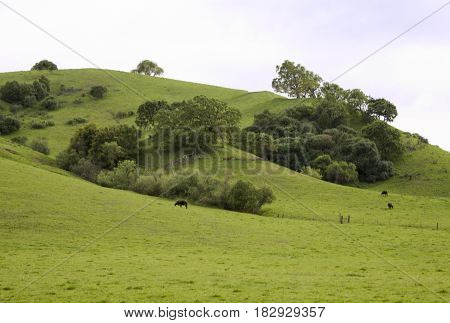 Lush green mountainside with cows and trees