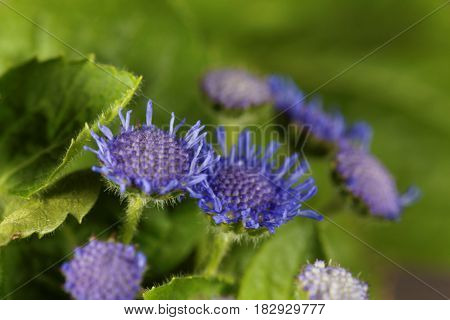 Flowers of a Blue Weed (Ageratum houstonianum) from Mexico.