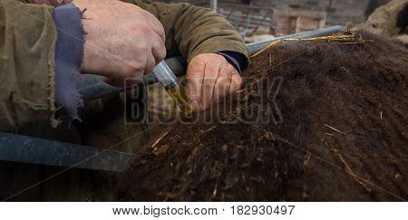 Farming injecting his sick cow with vaccine