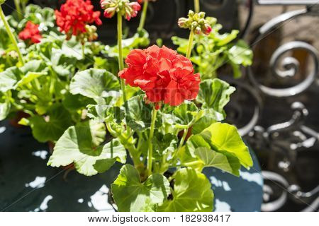Springtime with red geraniums on a Paris balcony