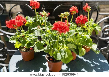 Springtime with red geraniums on a Paris balcony