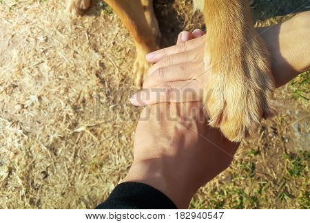Close-up of small family include man woman and dog making pile of hands