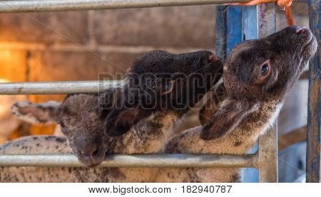young lambs togeather in organic rural farm waiting for their bottle feed