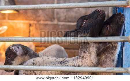young lambs togeather in organic rural farm waiting for their bottle feed