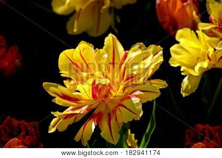 Yellow double tulip on black background. Skagit Valley Tulip Festival. Seattle. Mount Vernon. WA. United States.