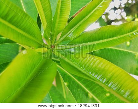 Close up picture of immature green leaf on Devil Tree, White Cheesewood.