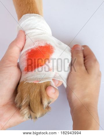 owner bandage to dog leg and some blood are bleeding