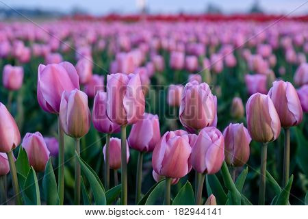 Pink tulips fields on sunset. Skagit Valley Tulip Festival. Seattle. Mount Vernon. WA. United States.