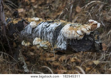 Detail of a gnarled piece of wood. The rotten trunk of a fallen tree with mushrooms on it. The texture of an old tree trunk wood as a backdrop. The trunk of an old tree. Кусок старой березы с наросшими древесными грибами.