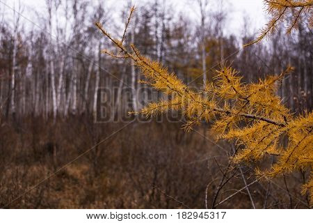 Close up of larch tree branch with yellow needles. Autumn background yellow larch branches. 