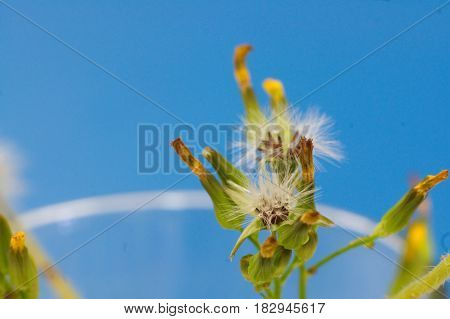 Fleabane seeds flower on blue sky background