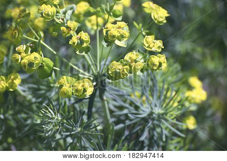 flowers of eufhorbia in a meadow in italy