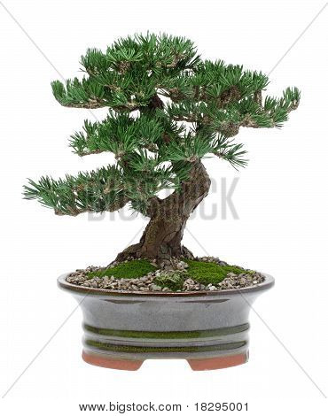 Bonsai fa