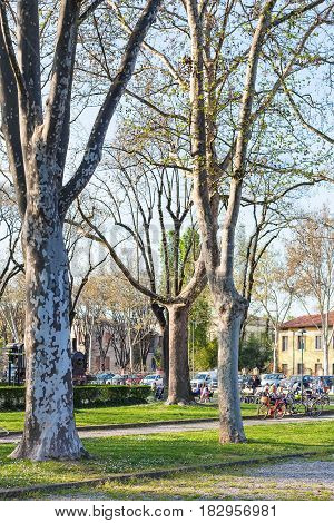 Bare Trees In Urban Garden Parco Del Te In Mantua