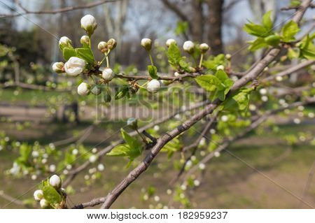 Close-up of branch of blossoming cherry tree with leaves
