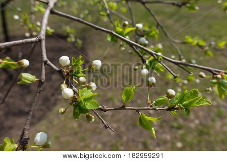 Close-up of buds of cherry tree in spring