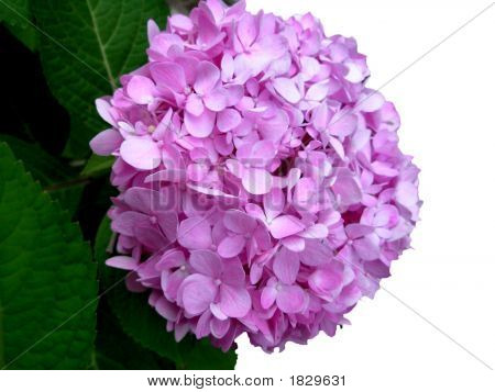 Hydrangea
