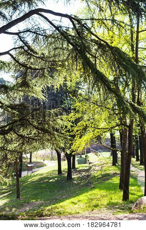 Trees In Urban Garden In Verona City In Spring