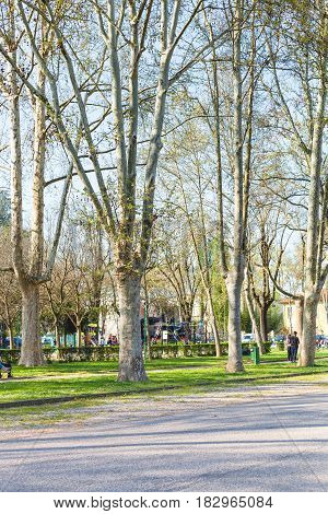 Trees In Urban Public Garden Parco Del Te