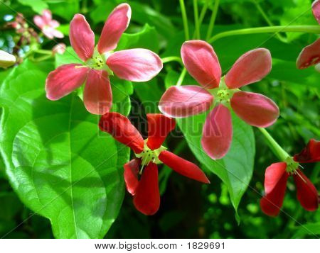 Flower2