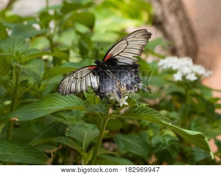 Soft focus. Butterfly on flowers beautiful butterfly flower in the garden butterfly on flower butterfly.