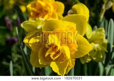 Double daffodils with green leaves at sunshine