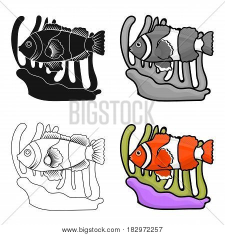Clownfish and anemone icon in cartoon design isolated on white background. Australia symbol stock vector illustration.