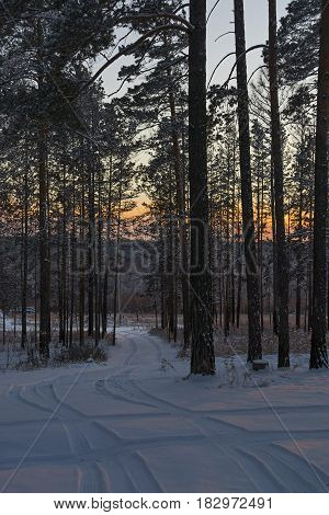 Road in winter forest. Sunset in forest. Winter landscape.