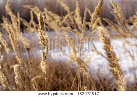 many dry meadow flowers in winter field. Nature background. Winter dry grass in landscape the snow field snow nature. Flower on meadow during winter season. Plants are frozen and covered with hoarfrost.