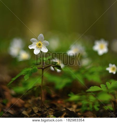 Spring white flowers in the grass Anemone (Isopyrum thalictroides)