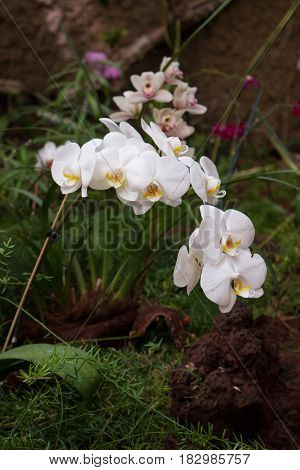 Closeup of Orchids flowers and green leaves background with sunlight in garden. Orchids is considered the queen of flowers in Spain.