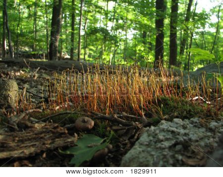 Afternoon_Moss
