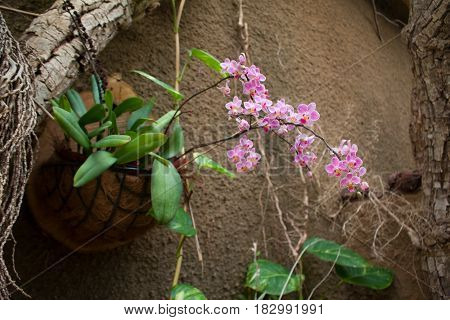 Closeup of Orchids flowers and green leaves background with sunlight in garden. Orchids is considered the queen of flowers in Spain.