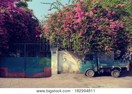 Bougainvillea Flowers Trellis