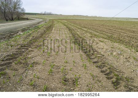 Fertilized cultivated field, fertilized green lentil field, fertilizer and agriculture