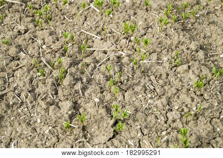 Fertilized cultivated field, fertilized green lentil field, fertilizer and agriculture
