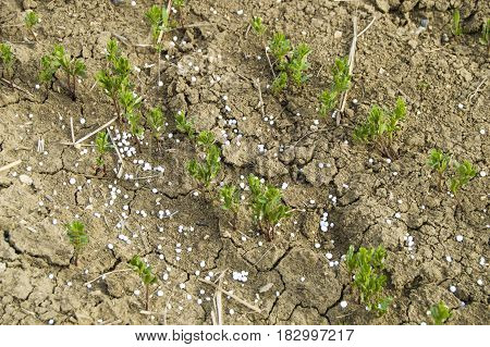 Fertilized cultivated field, fertilized green lentil field, fertilizer and agriculture