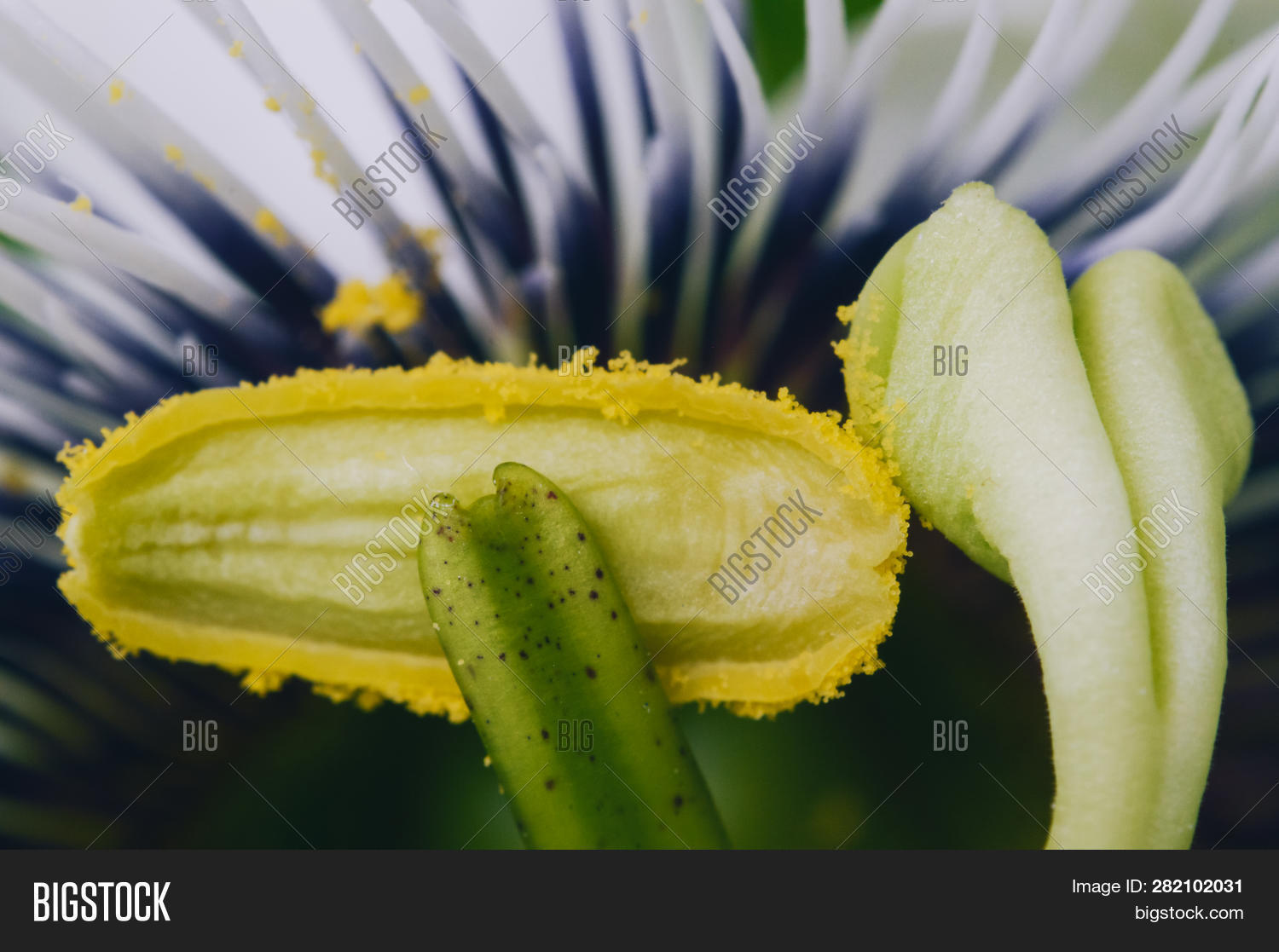 Wallpaper Passion Fruit Flower Image Photo Free Trial Bigstock For Android Free