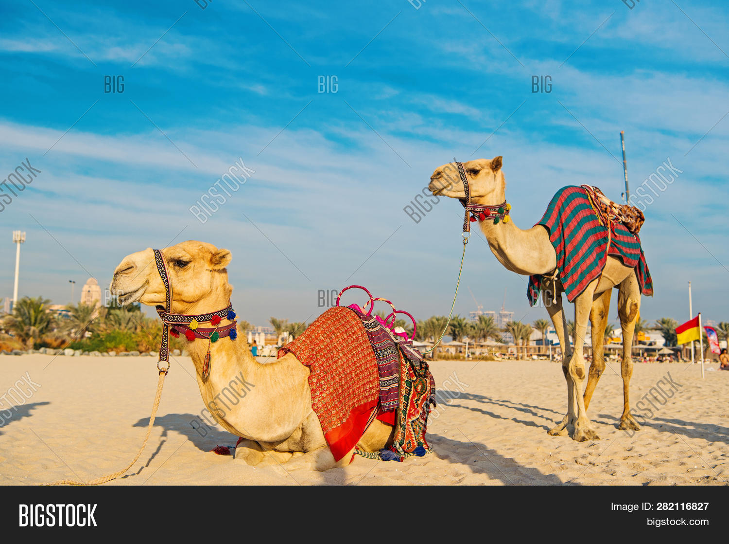 Camel On Dubai Image & Photo (Free Trial) Bigstock