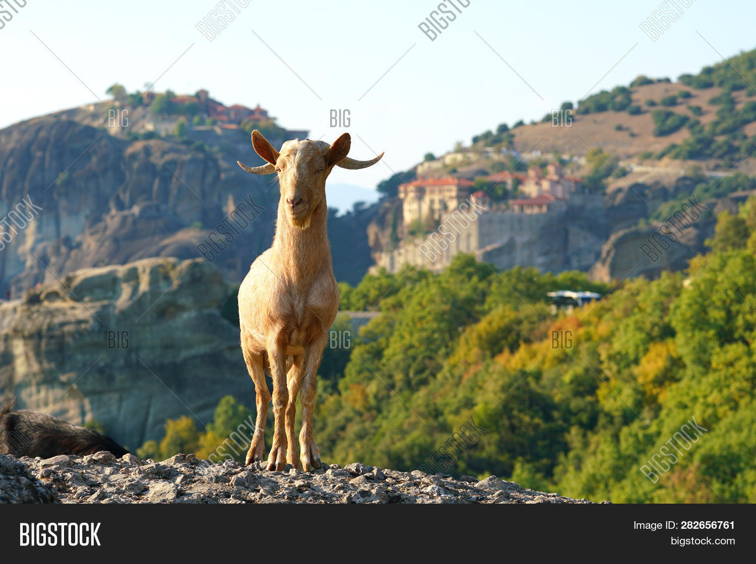 Greek Goats Roam Free Image & Photo (Free Trial) | Bigstock