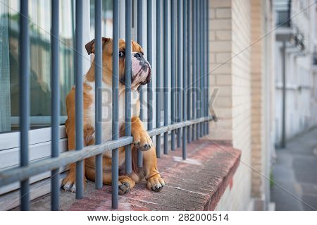 French Bulldog Looks As If It Wear In A Jail.