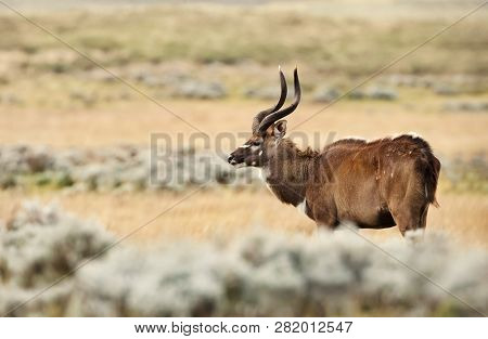 Close Up Of A Mountain Nyala Standing In Grass, Gaysay Grassland, Ethiopia.