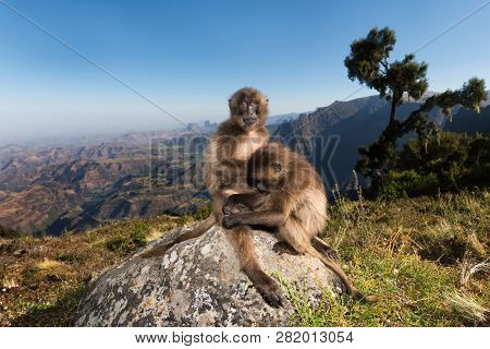 Close Up Of Gelada Monkeys Grooming In Simien Mountains, Ethiopia.